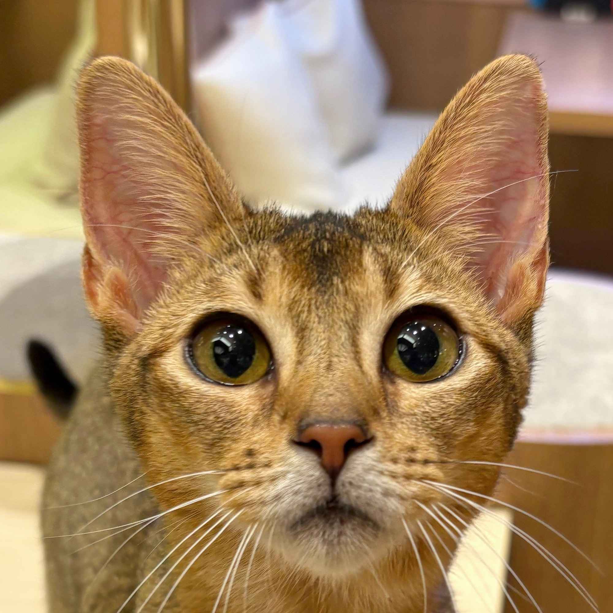 ビビ